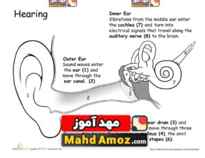کاربرگ How the Ears Work: Awesome Anatomy