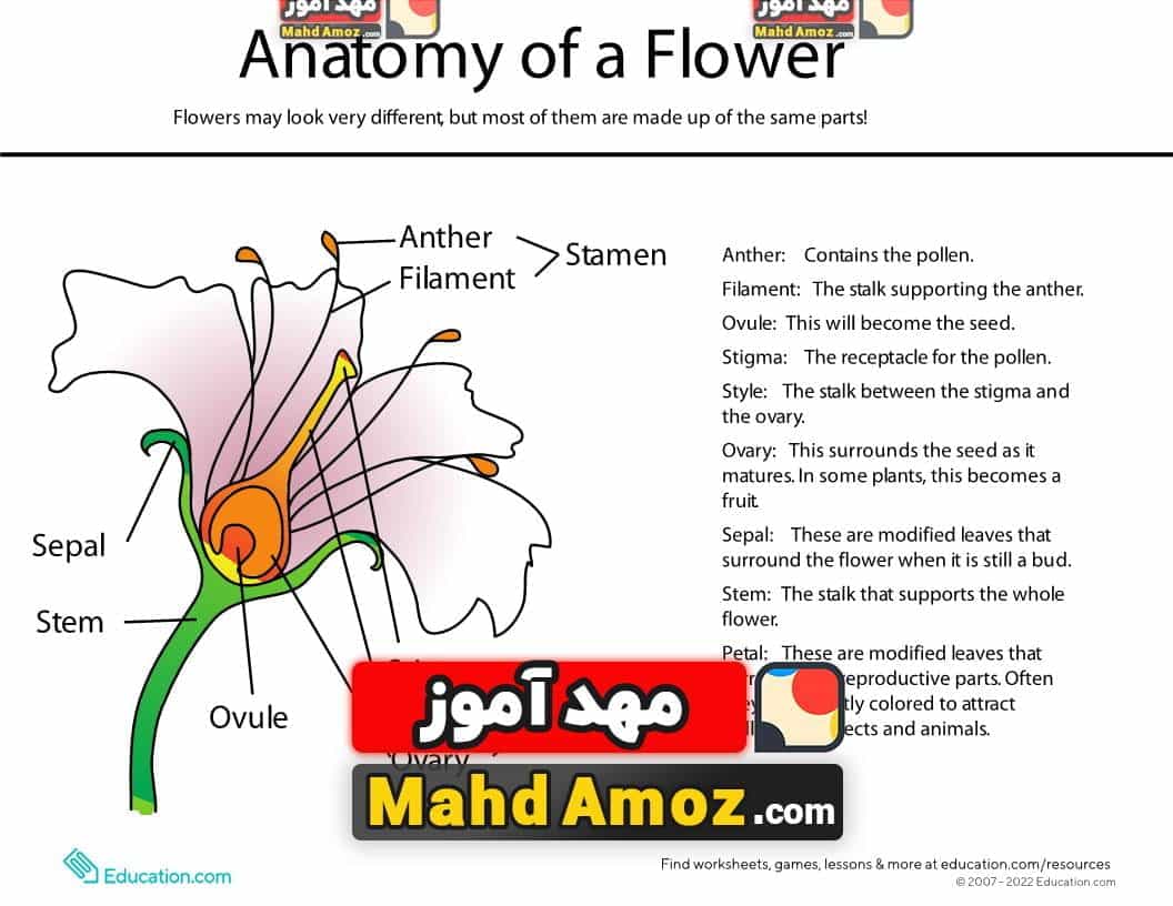 کاربرگ Anatomy of a Flower کاربرگ Anatomy of a Flower