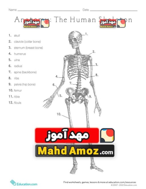 کاربرگ Anatomy: The Human Skeleton