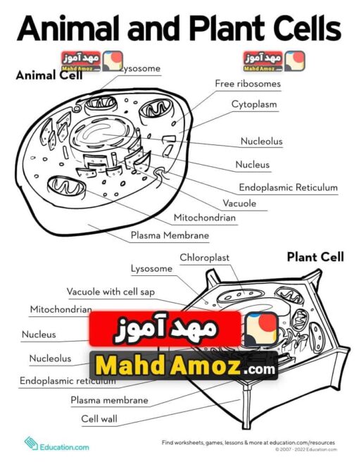 کاربرگ Animal and Plant Cells