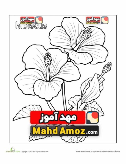 کاربرگ Hibiscus Coloring Page