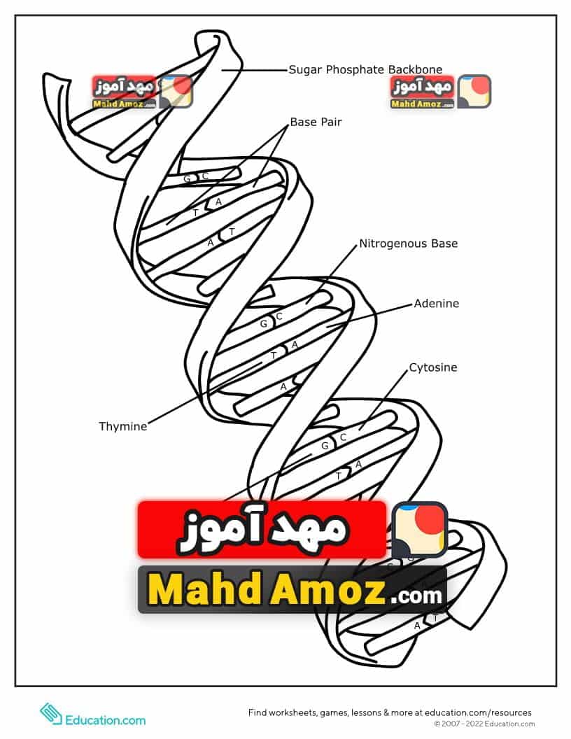 کاربرگ DNA Coloring Page کاربرگ DNA Coloring Page