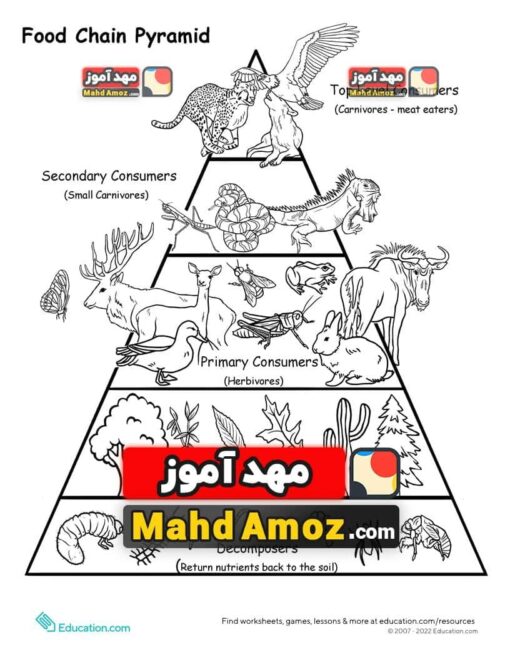 کاربرگ Food Chain Pyramid