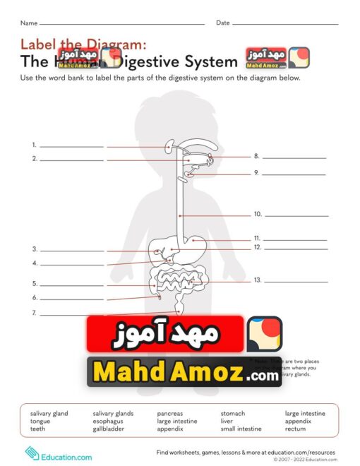 کاربرگ Label the Diagram: The Human Digestive System