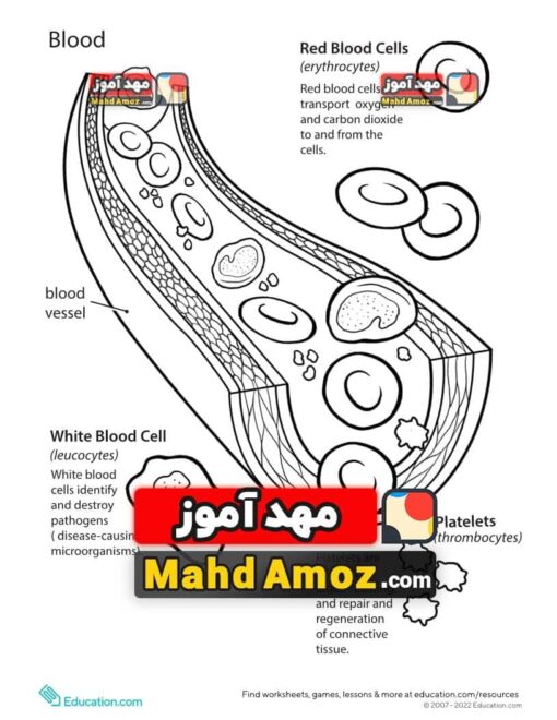 کاربرگ Basic Human Anatomy: Blood