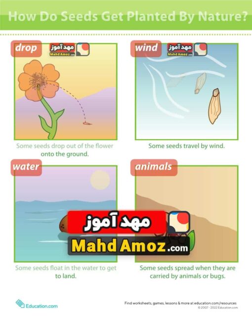 کاربرگ Seed Dispersal