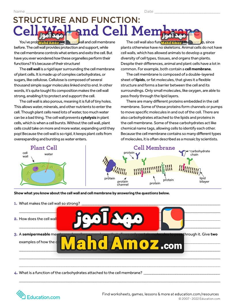 کاربرگ Structure and Function: Cell Wall and Cell Membrane
