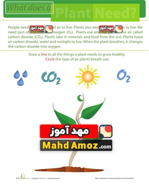 کاربرگ What Plants Need to Grow