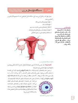 گفتار 2 : دستگاه تولید مثل در زن